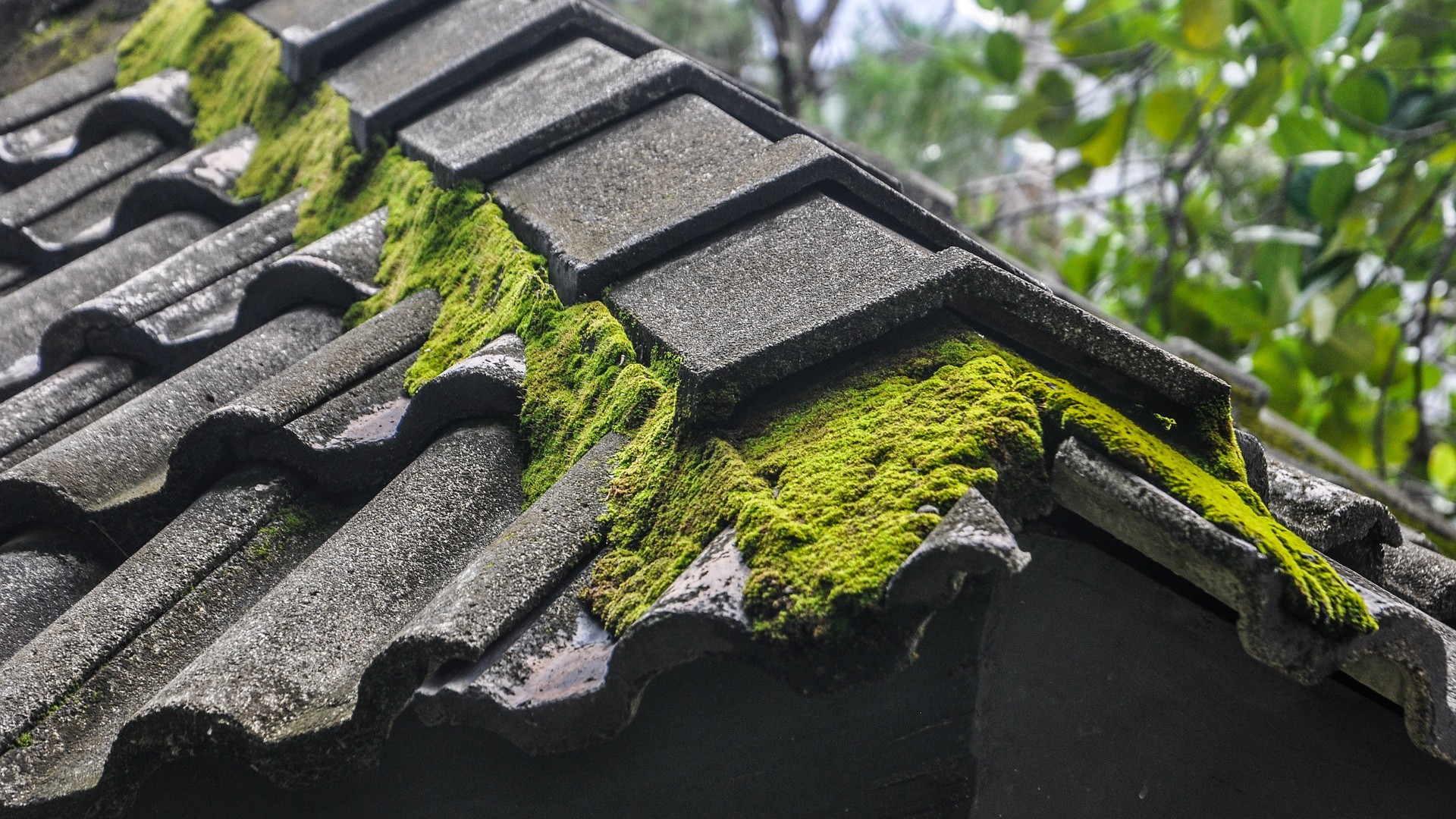 Moss Removal
